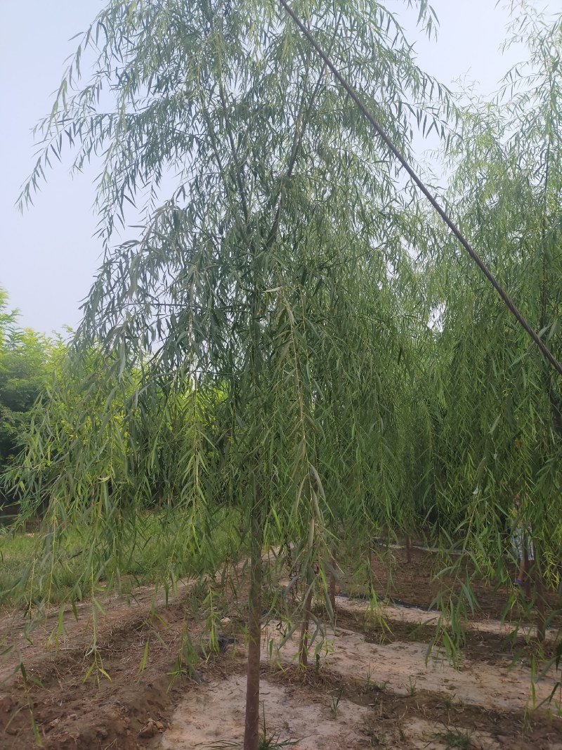 5公分垂柳