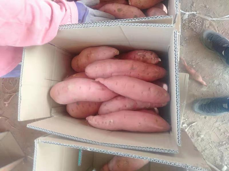 河北龙薯九号小红薯龙薯九商品薯批发香甜红薯产地直供
