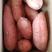 河北龙薯九号小红薯龙薯九商品薯批发香甜红薯产地直供