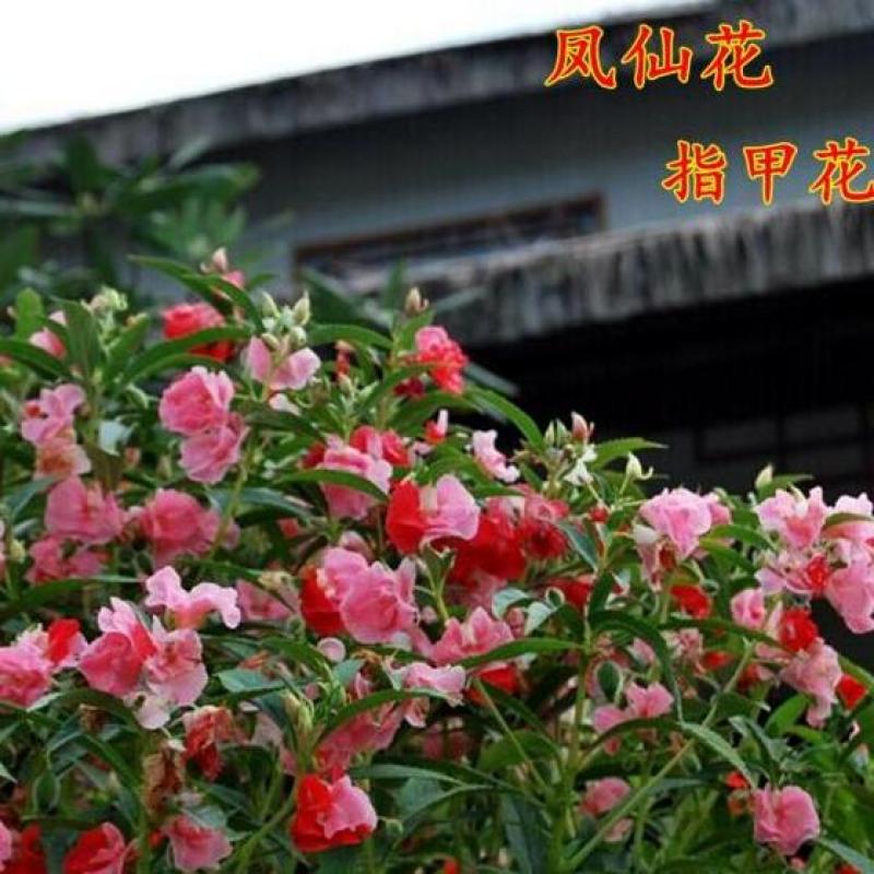 重瓣茶花凤仙花种子七彩指甲草指甲花盆栽四季开花易活花种籽