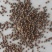 重瓣茶花凤仙花种子七彩指甲草指甲花盆栽四季开花易活花种籽