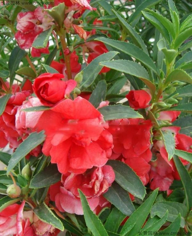重瓣茶花凤仙花种子七彩指甲草指甲花盆栽四季开花易活花种籽