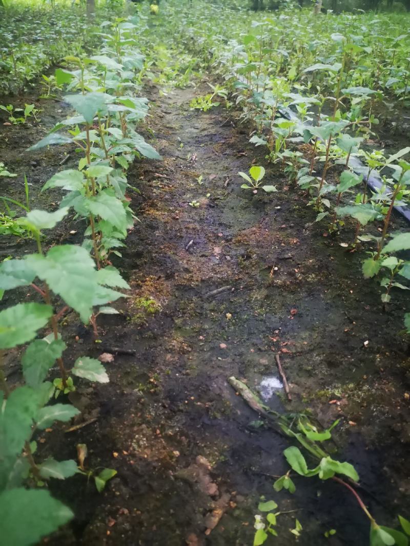 红桦，河南红桦树苗，纸皮桦，爱情树，红桦苗木专业供应商