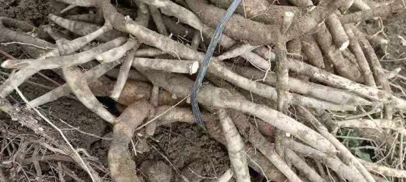 小叶牛大力统货煲汤甘甜