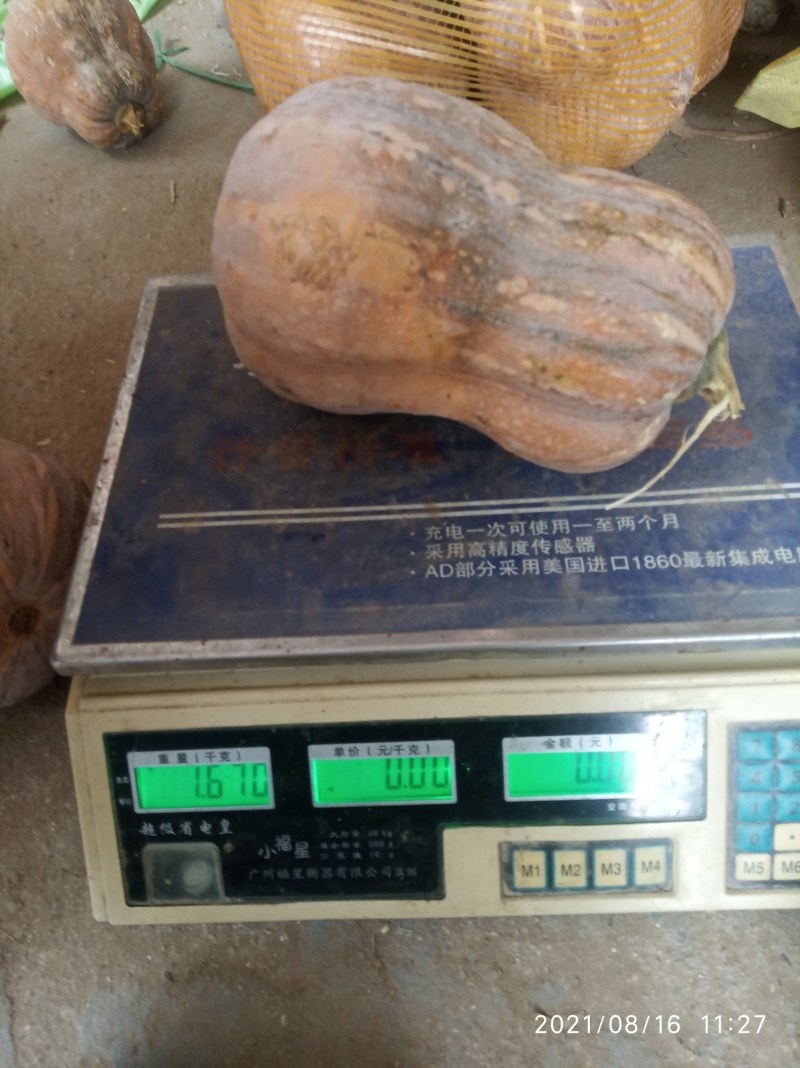 金香南瓜基地直接供应外贸货源量大优惠价格合理协商