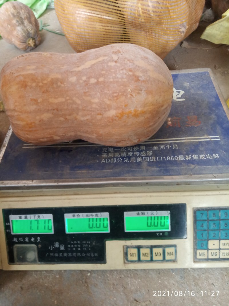 金香南瓜基地直接供应外贸货源量大优惠价格合理协商
