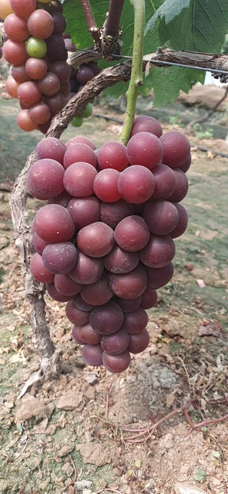 葡萄，原产地，一手货源，巨峰葡萄，质量好，货量大质量好