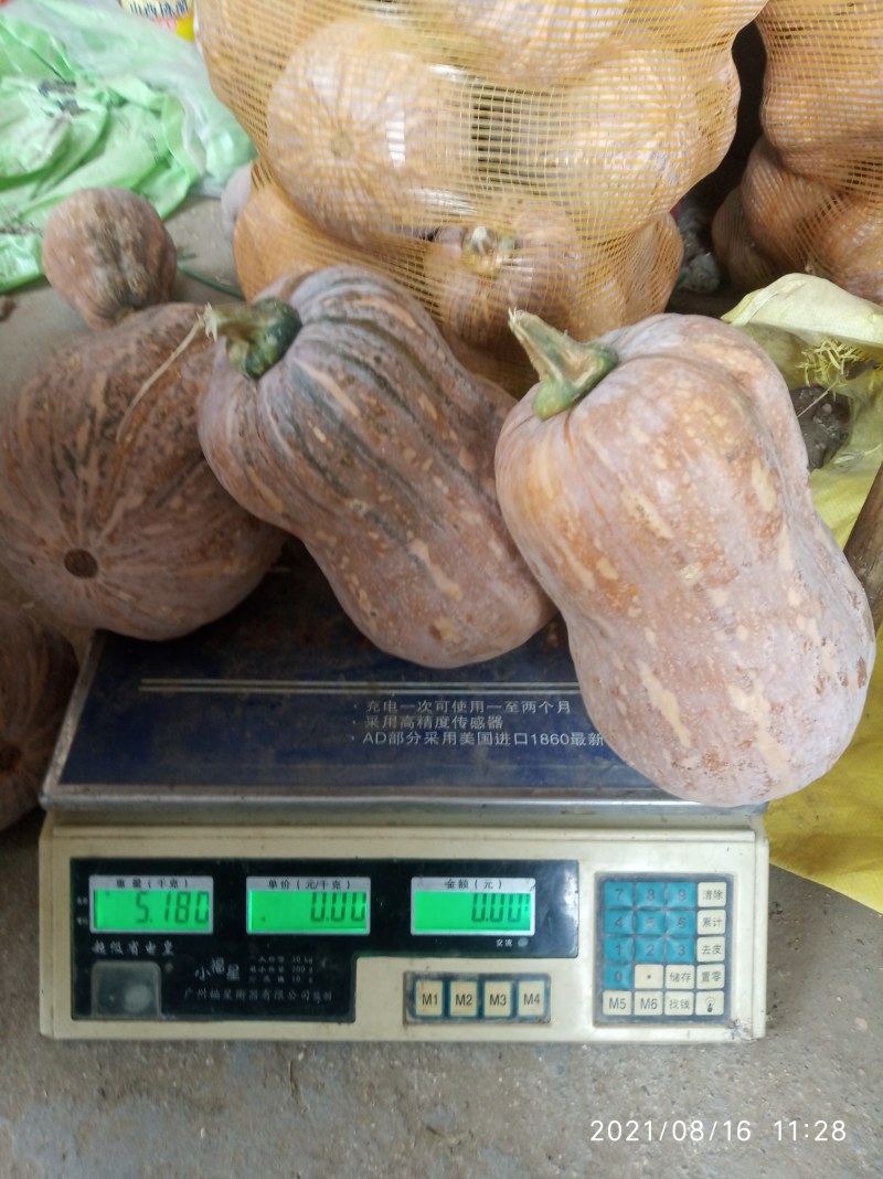 金香南瓜基地直接供应外贸货源量大优惠价格合理协商