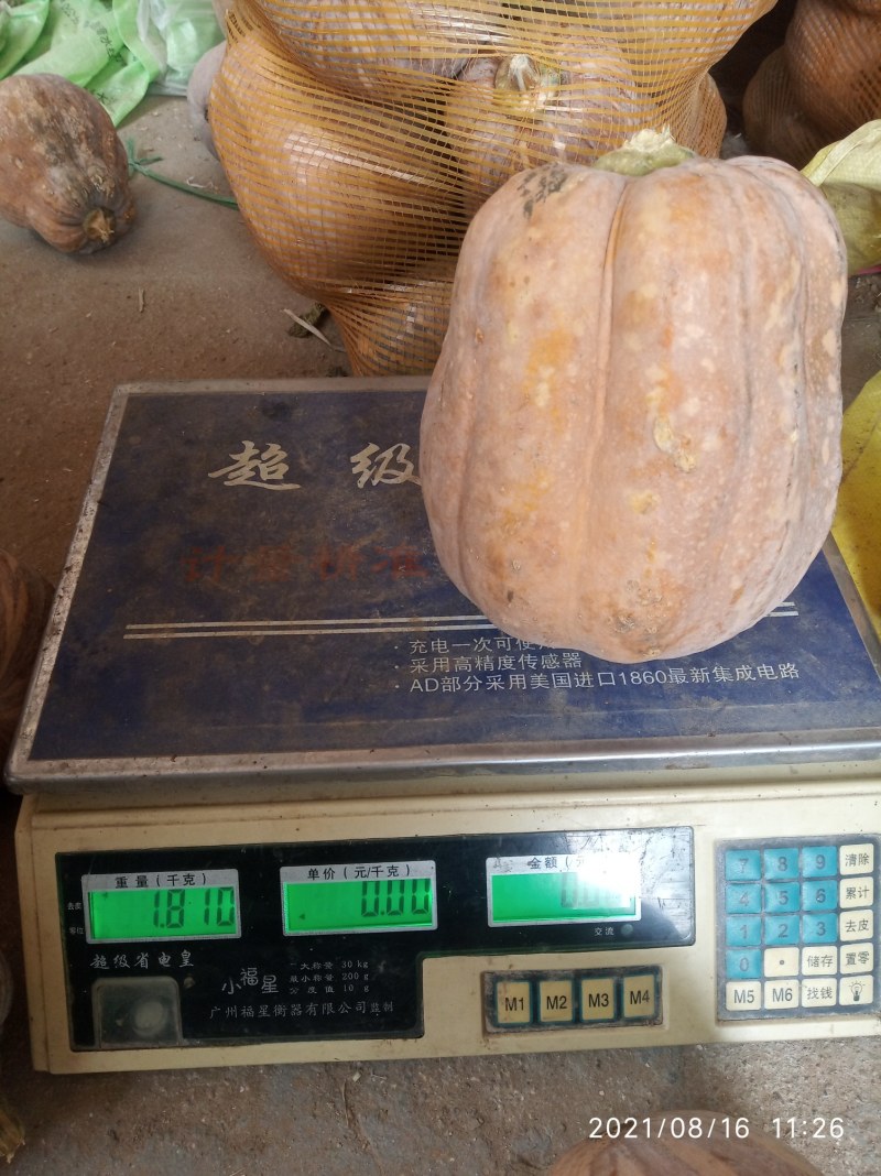 金香南瓜基地直接供应外贸货源量大优惠价格合理协商