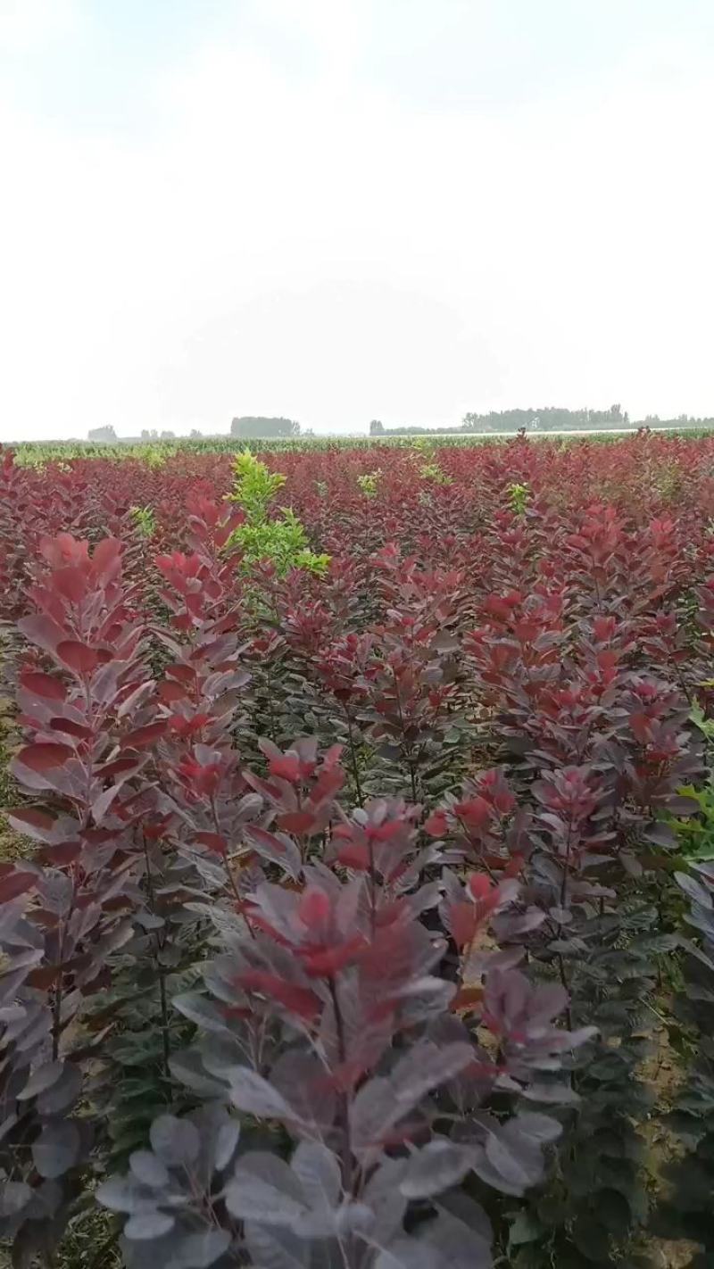 红栌美国红栌1-----8公分各种规格大小苗基地一手货