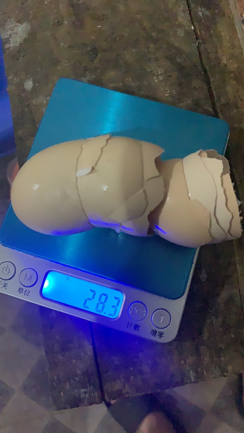 大量鸡蛋壳