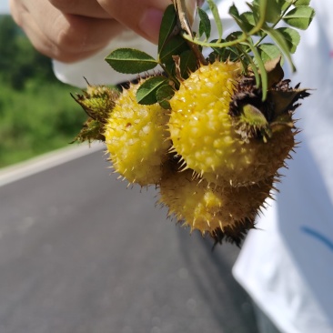 平塘刺梨大量上市，基地直供，刺梨酒，刺梨饮料加工