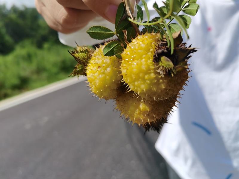 平塘刺梨大量上市，基地直供，刺梨酒，刺梨饮料加工