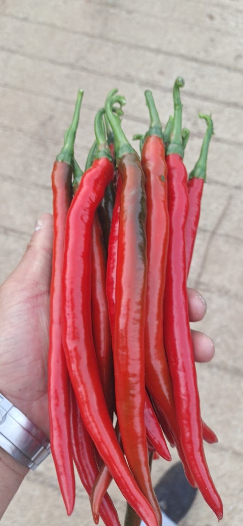 辣椒二荆条红辣椒3号线椒剁椒
