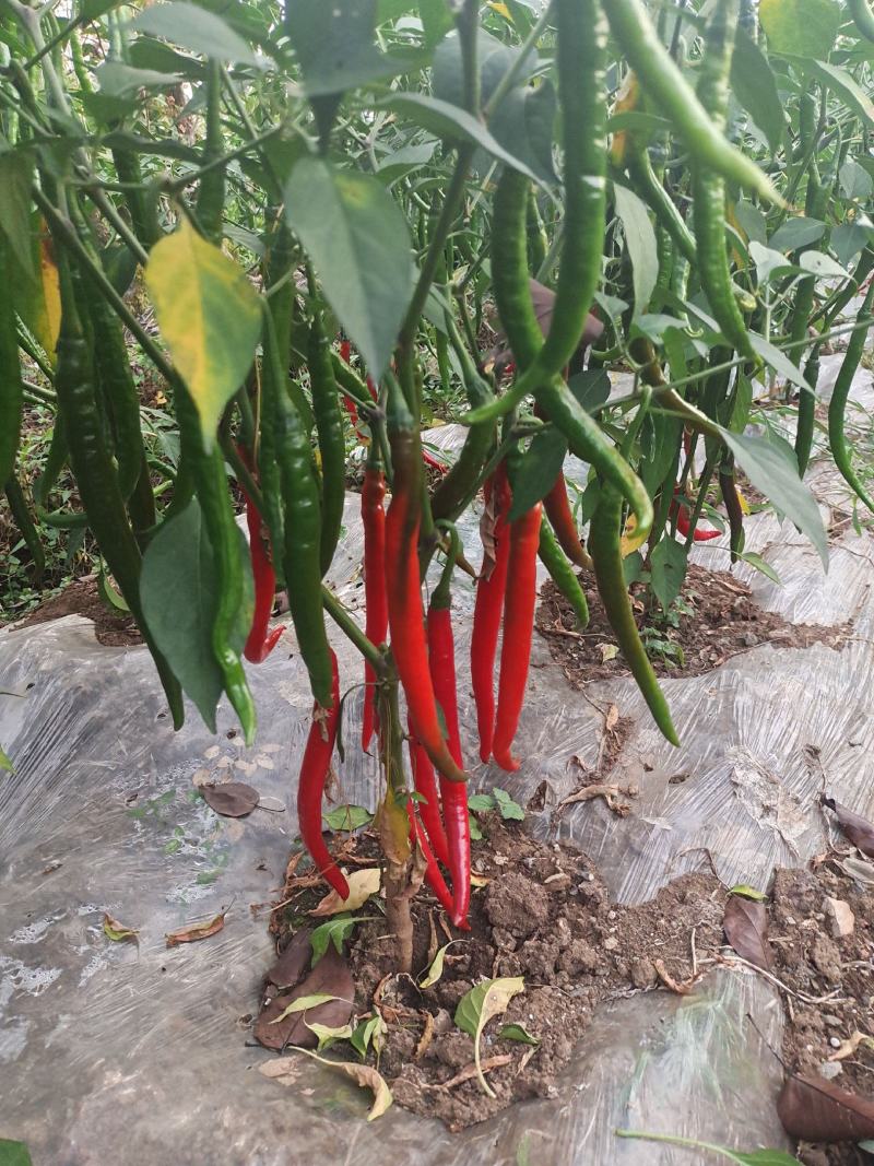 辣椒二荆条红辣椒3号线椒剁椒