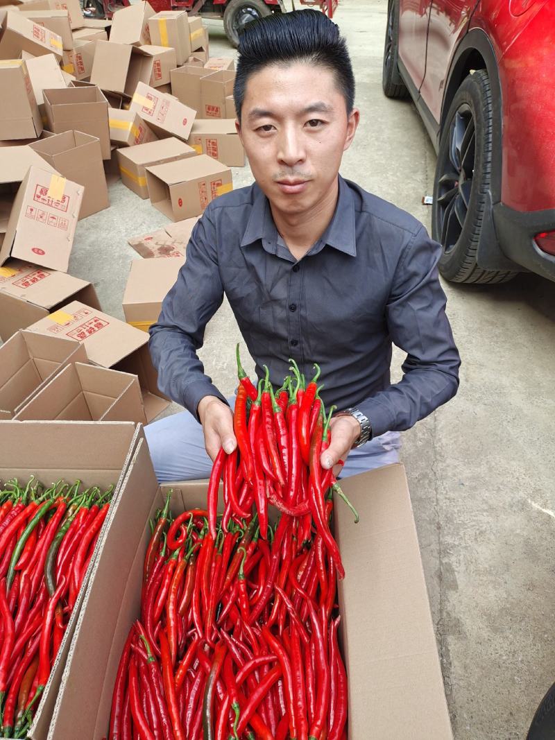 辣椒二荆条红辣椒3号线椒剁椒