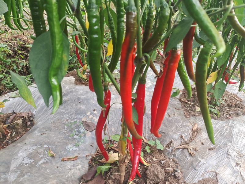 辣椒二荆条红辣椒3号线椒剁椒
