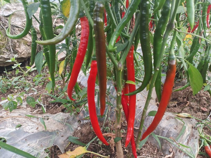 辣椒二荆条红辣椒3号线椒剁椒
