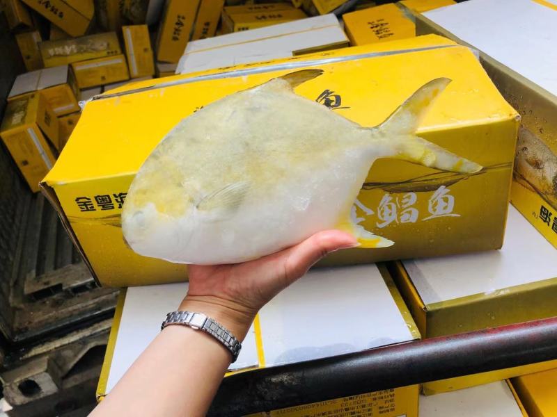 金鲳鱼500-600克、金昌鱼毛重10公斤，工厂直供