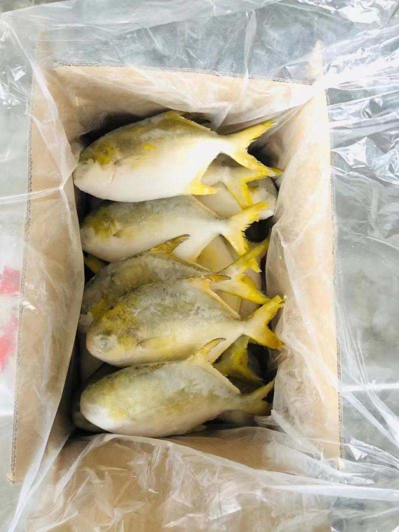 金鲳鱼500-600克、金昌鱼毛重10公斤，工厂直供