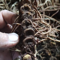 关山深林里的窝儿七八角莲，纯野生，货美的不要不要的