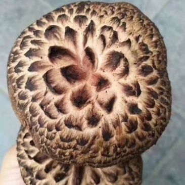虎掌菌