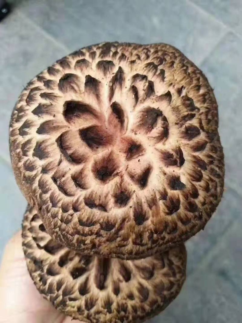 虎掌菌