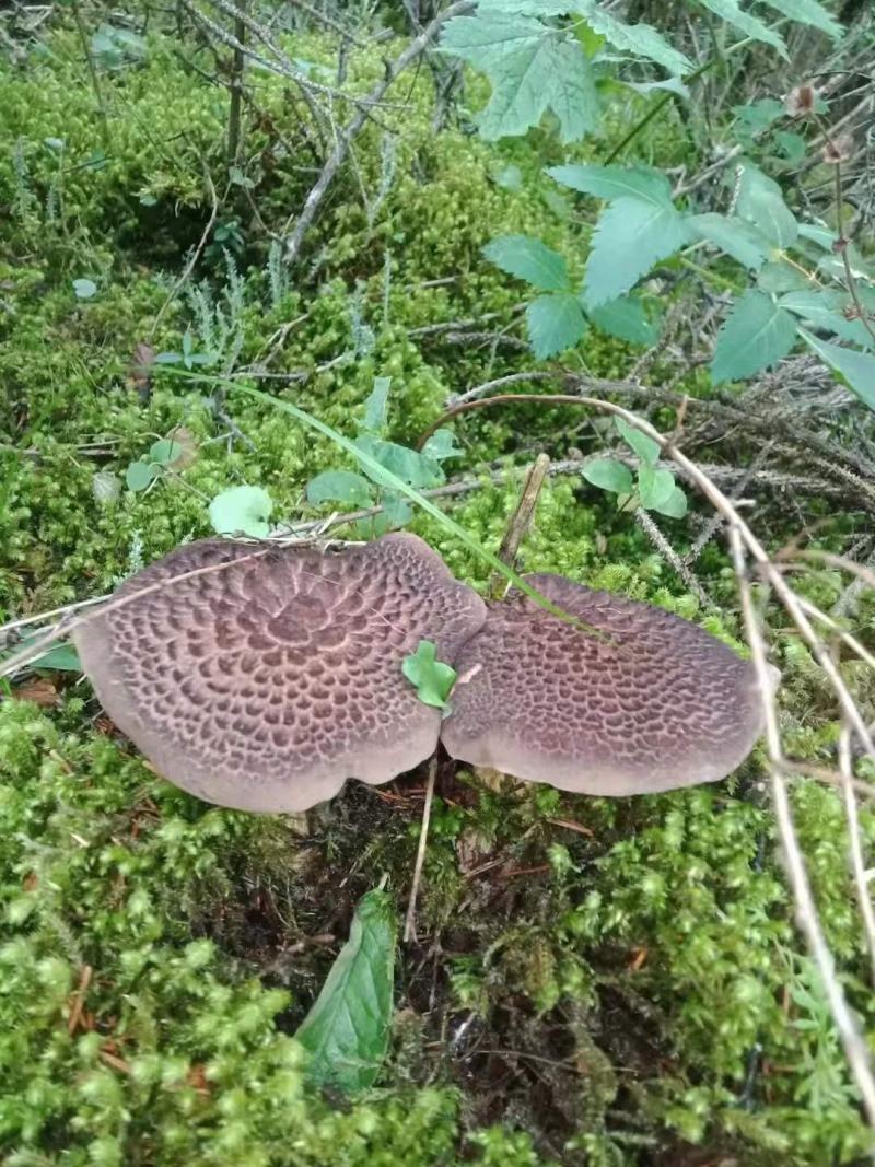 虎掌菌