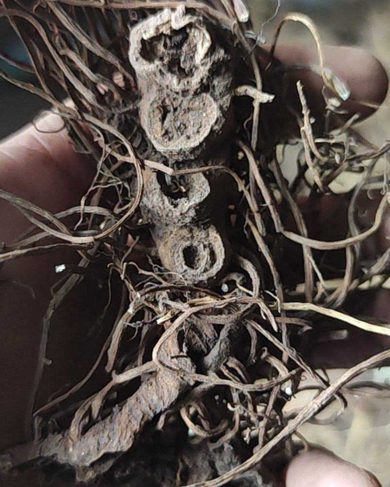 关山深林里的窝儿七八角莲，纯野生，货美的不要不要的