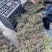 香龙茶