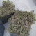 香龙茶