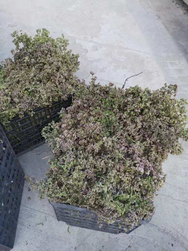 香龙茶