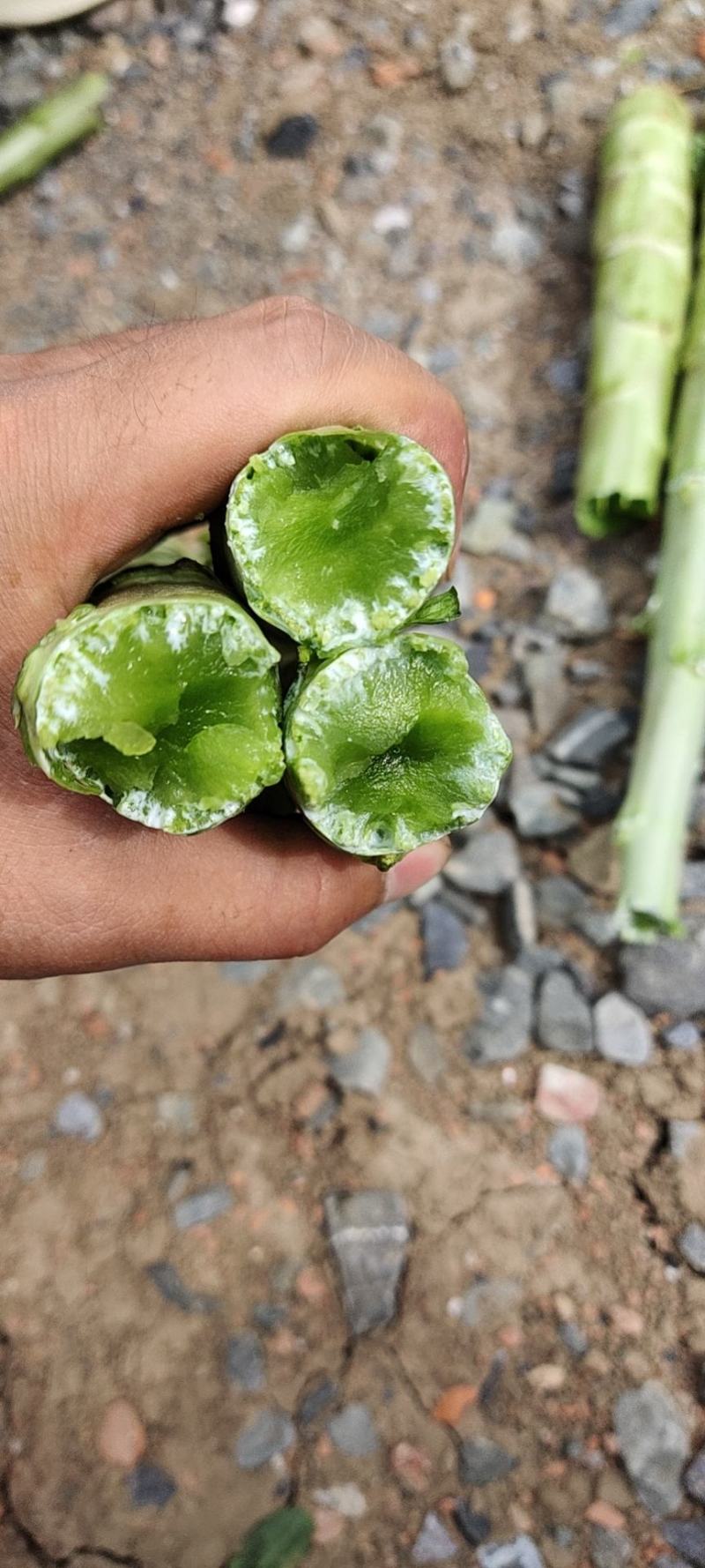 精品红笋光杆杆，大量有货！产地直销！需要的联系