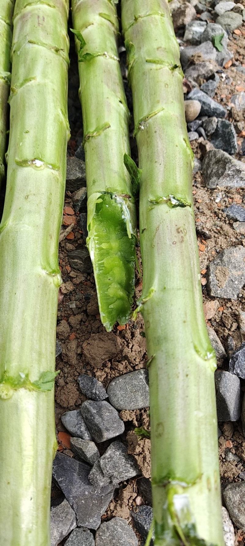 精品红笋光杆杆，大量有货！产地直销！需要的联系