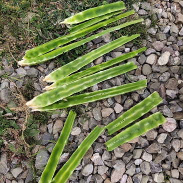 精品红笋光杆杆，大量有货！产地直销！需要的联系