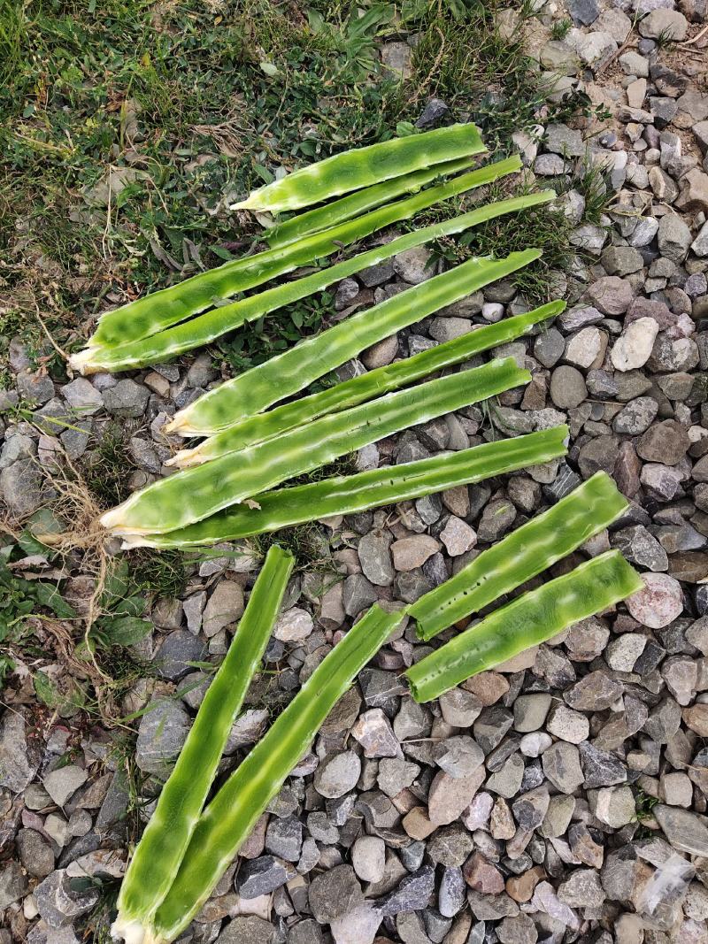 精品红笋光杆杆，大量有货！产地直销！需要的联系