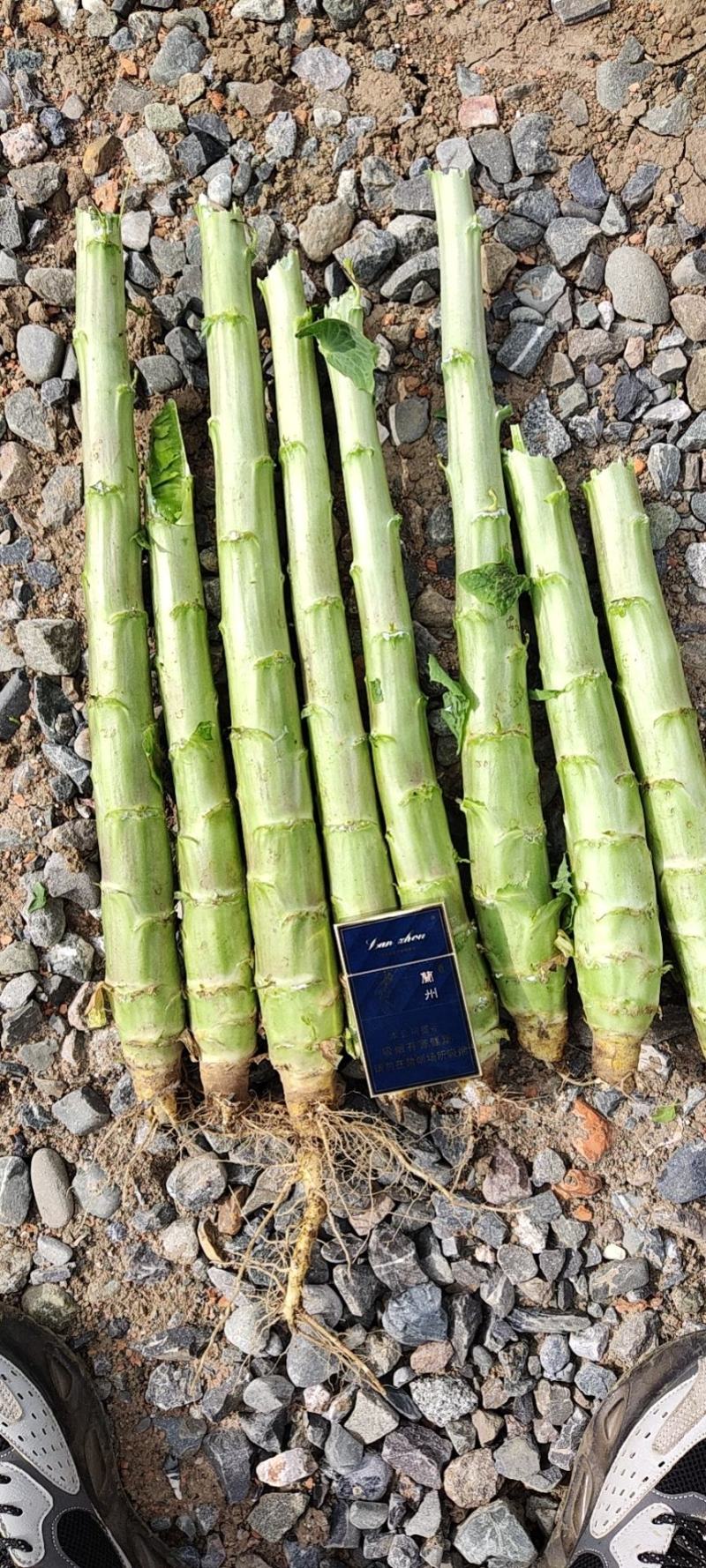 精品红笋光杆杆，大量有货！产地直销！需要的联系