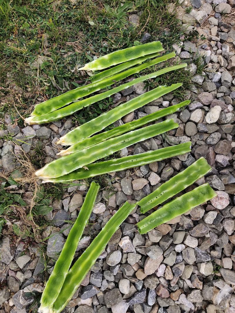 精品红笋光杆杆，大量有货！产地直销！需要的联系