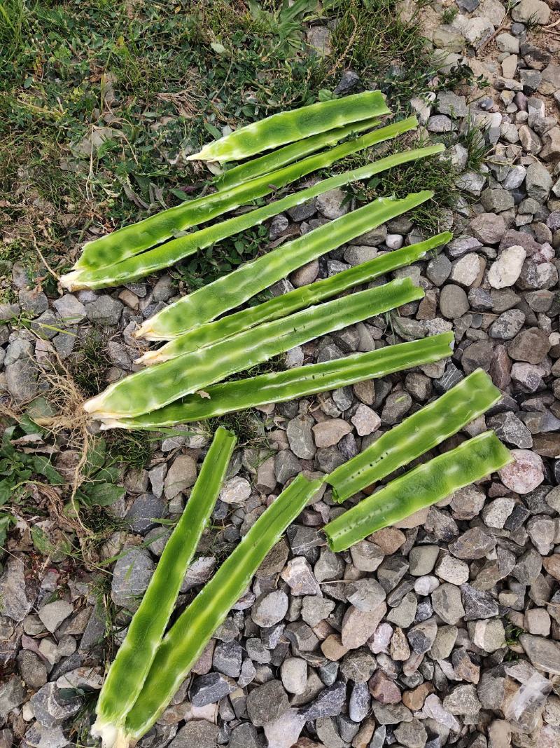 精品红笋光杆杆，大量有货！产地直销！需要的联系
