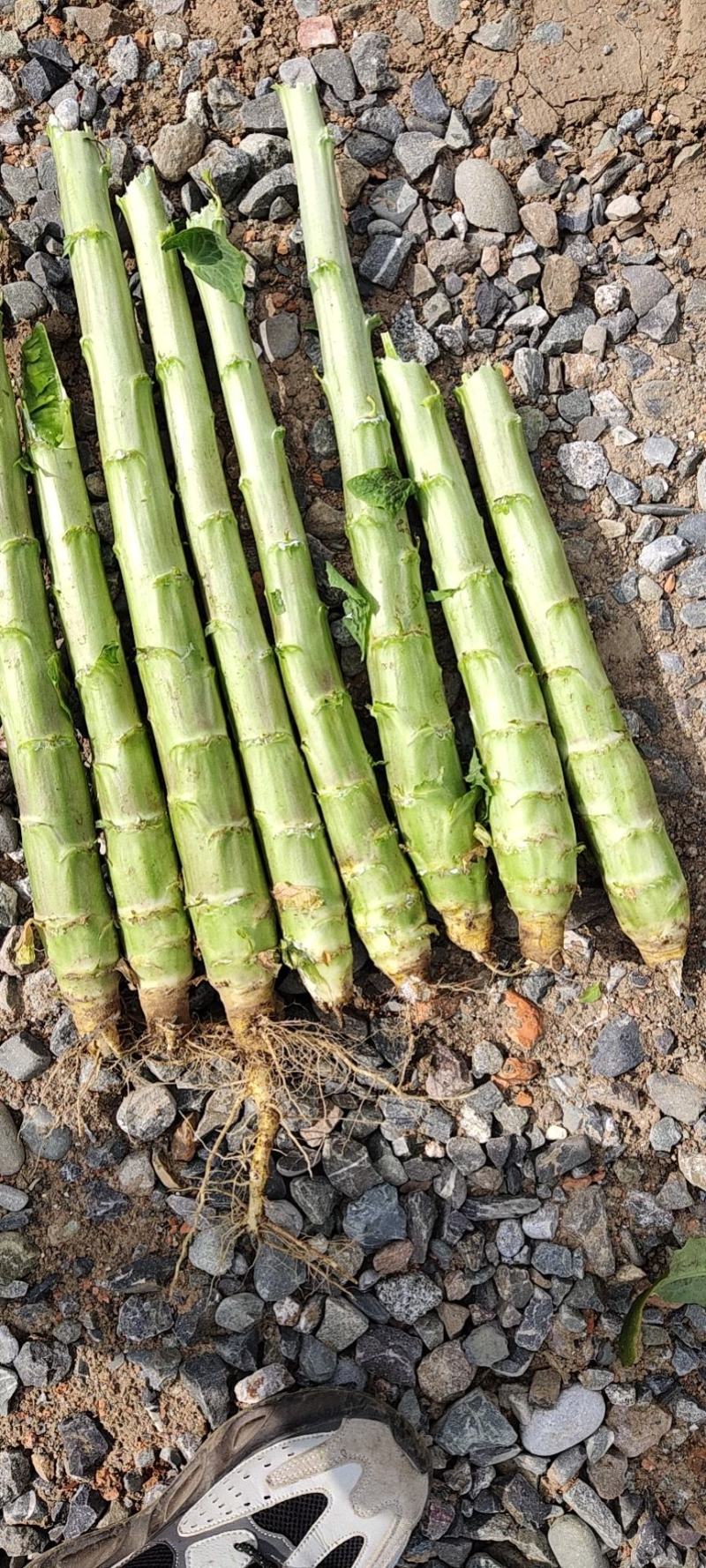 精品红笋光杆杆，大量有货！产地直销！需要的联系
