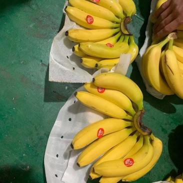上海香蕉，常年供应，量大优惠，欢迎各大商超前来合作。