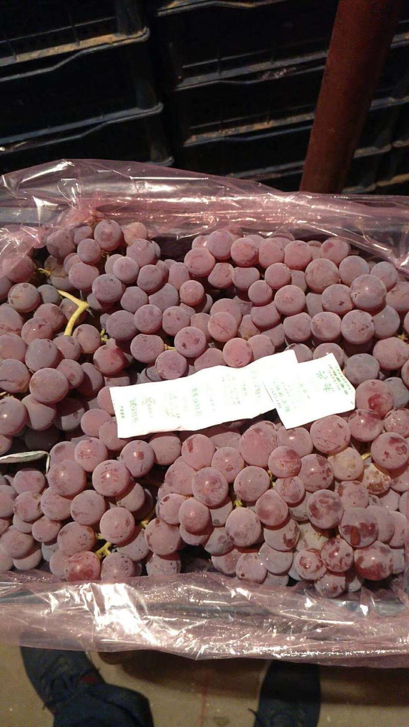 产地直销龙眼葡萄，9月中旬上市，供货到春节。