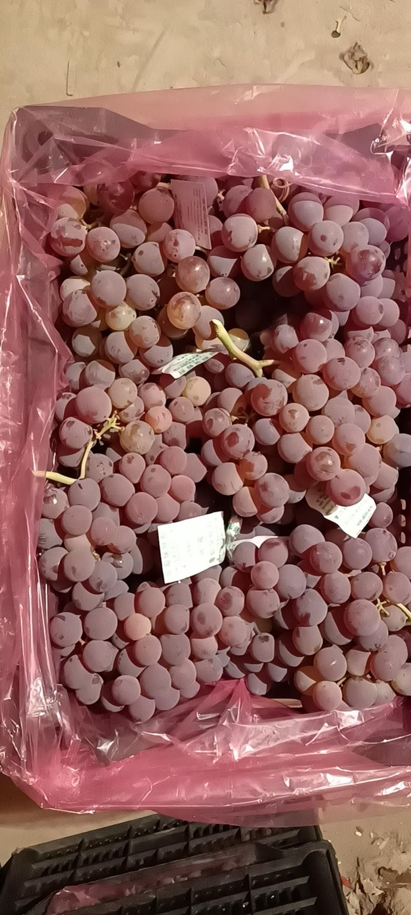 产地直销龙眼葡萄，9月中旬上市，供货到春节。