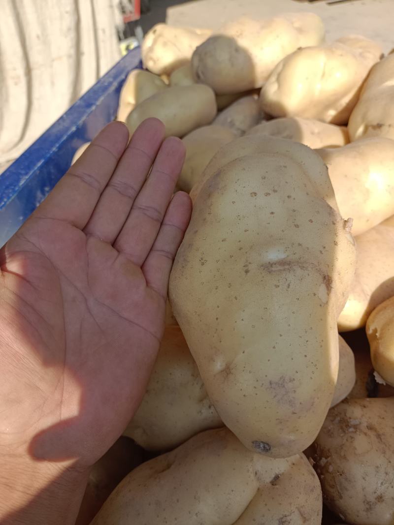 各种蔬菜