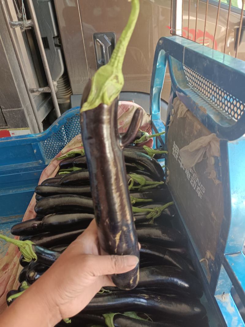 各种蔬菜