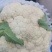 各种蔬菜