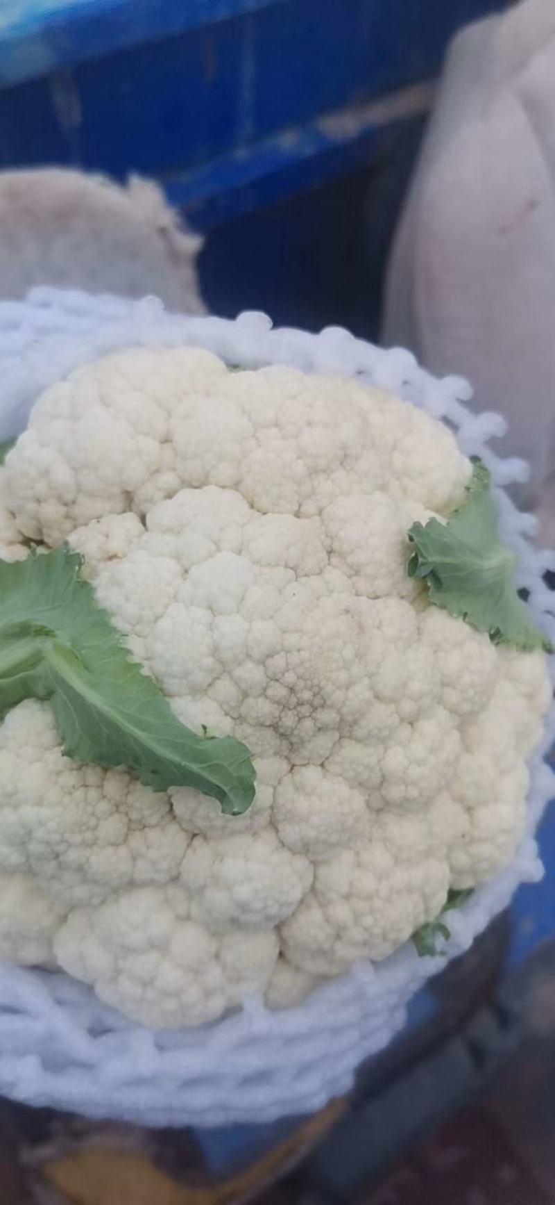 各种蔬菜