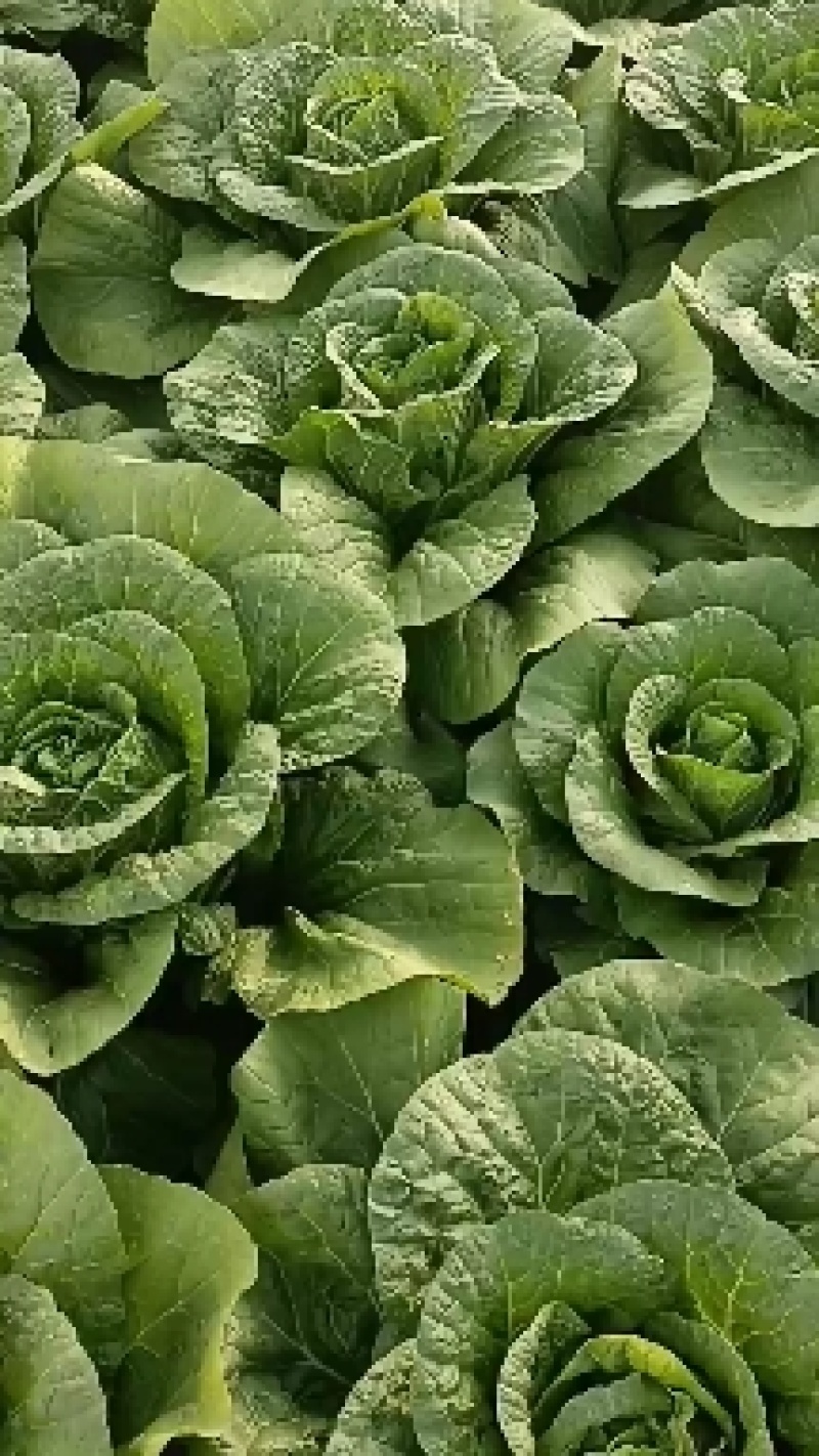 各种蔬菜