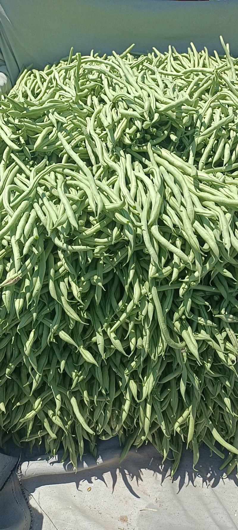 各种蔬菜