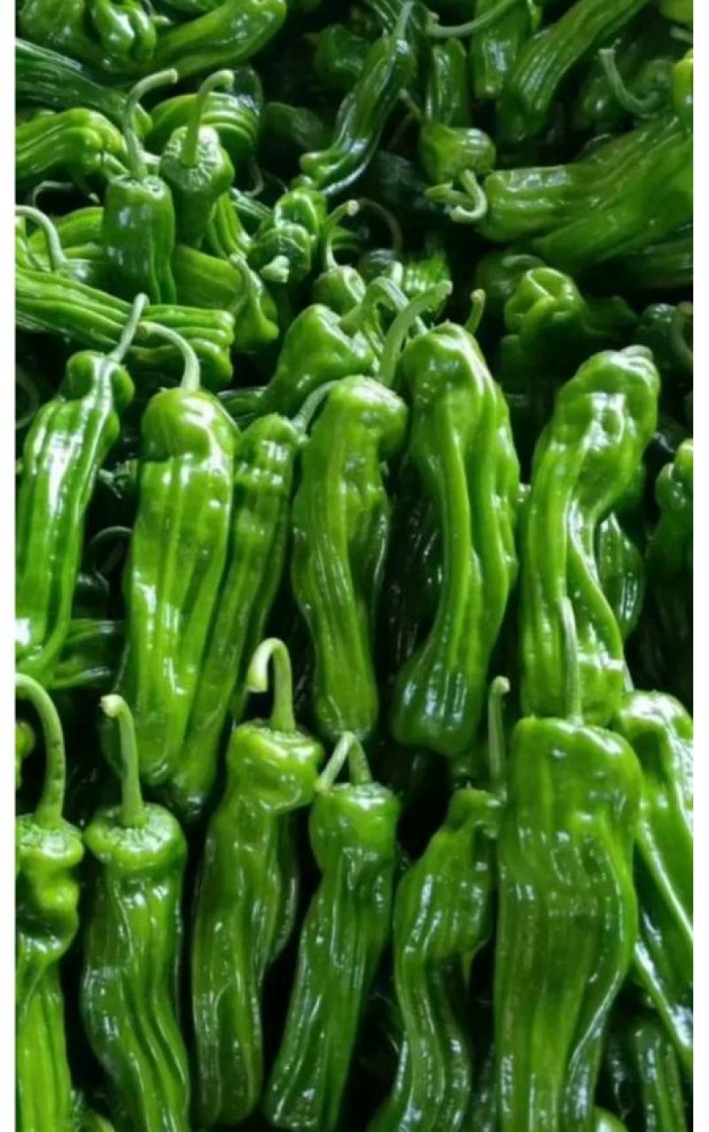 精品薄皮芜湖椒，苏椒5号，砀椒品种全，代收代发全国
